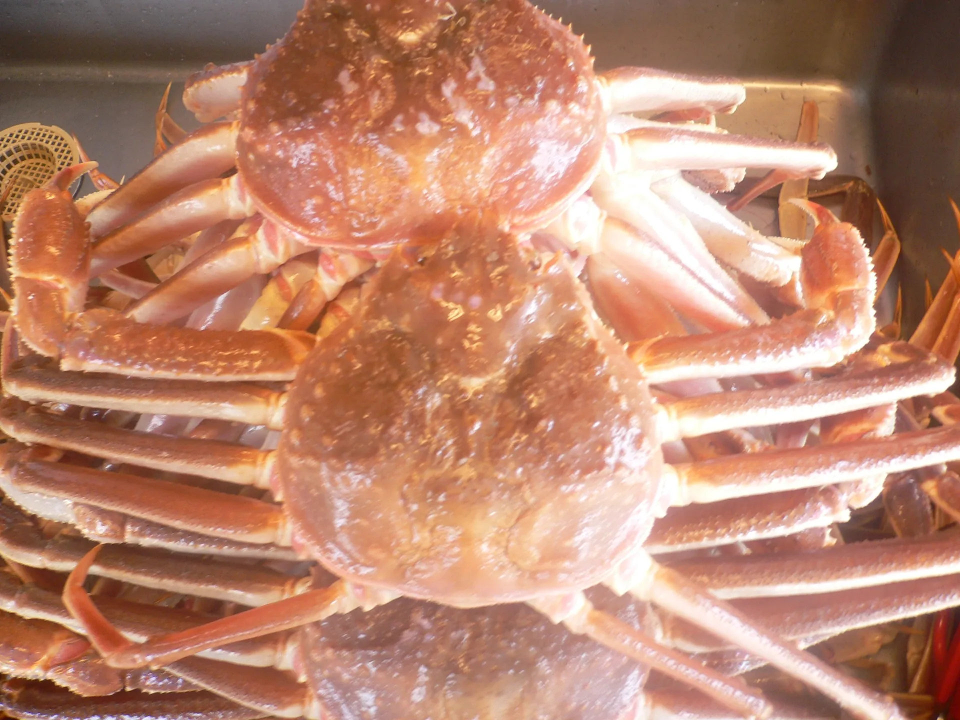 【網走の旅館】網走の高級食材蟹